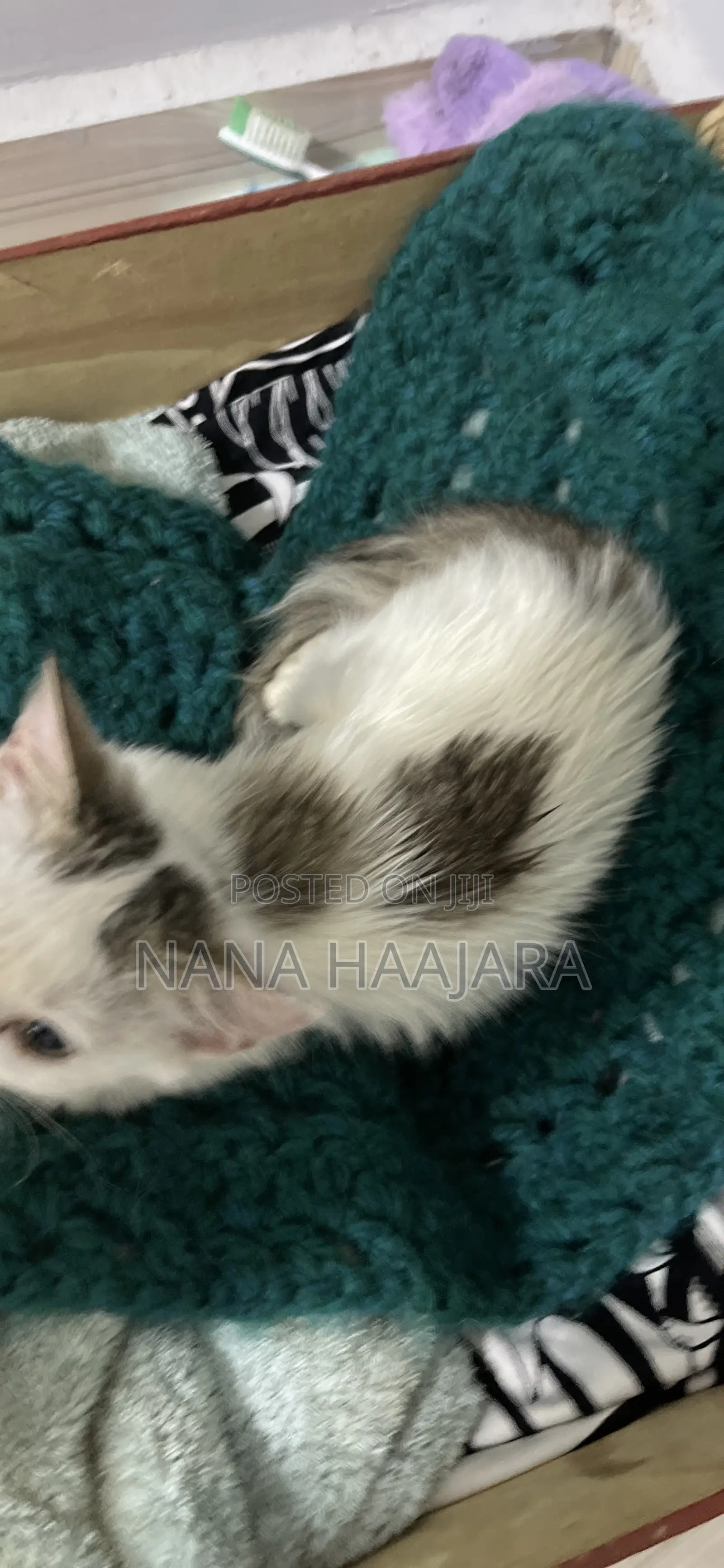 3-6 months Female Mixed Breed Cat