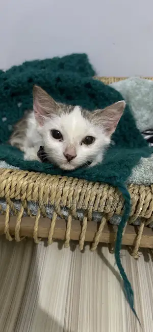 3-6 months Female Mixed Breed Cat