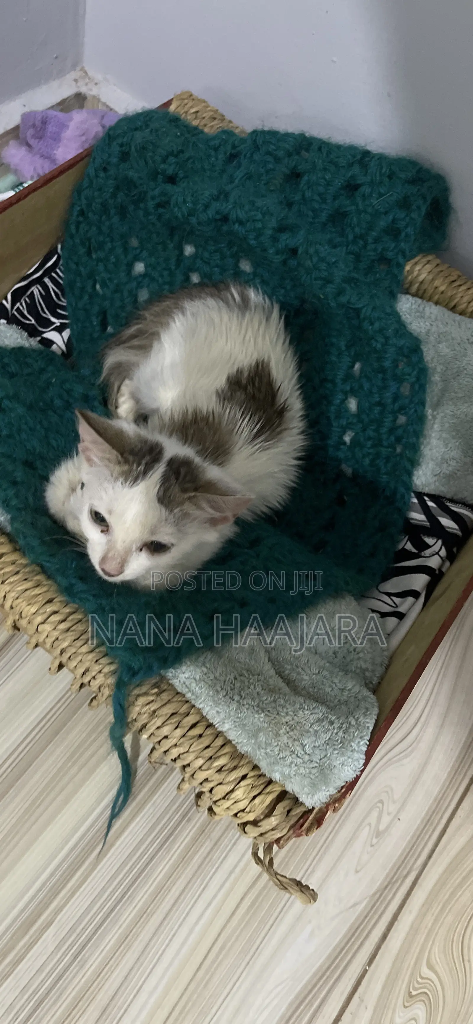 3-6 months Female Mixed Breed Cat