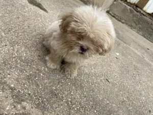 1-3 months Male Purebred Maltese