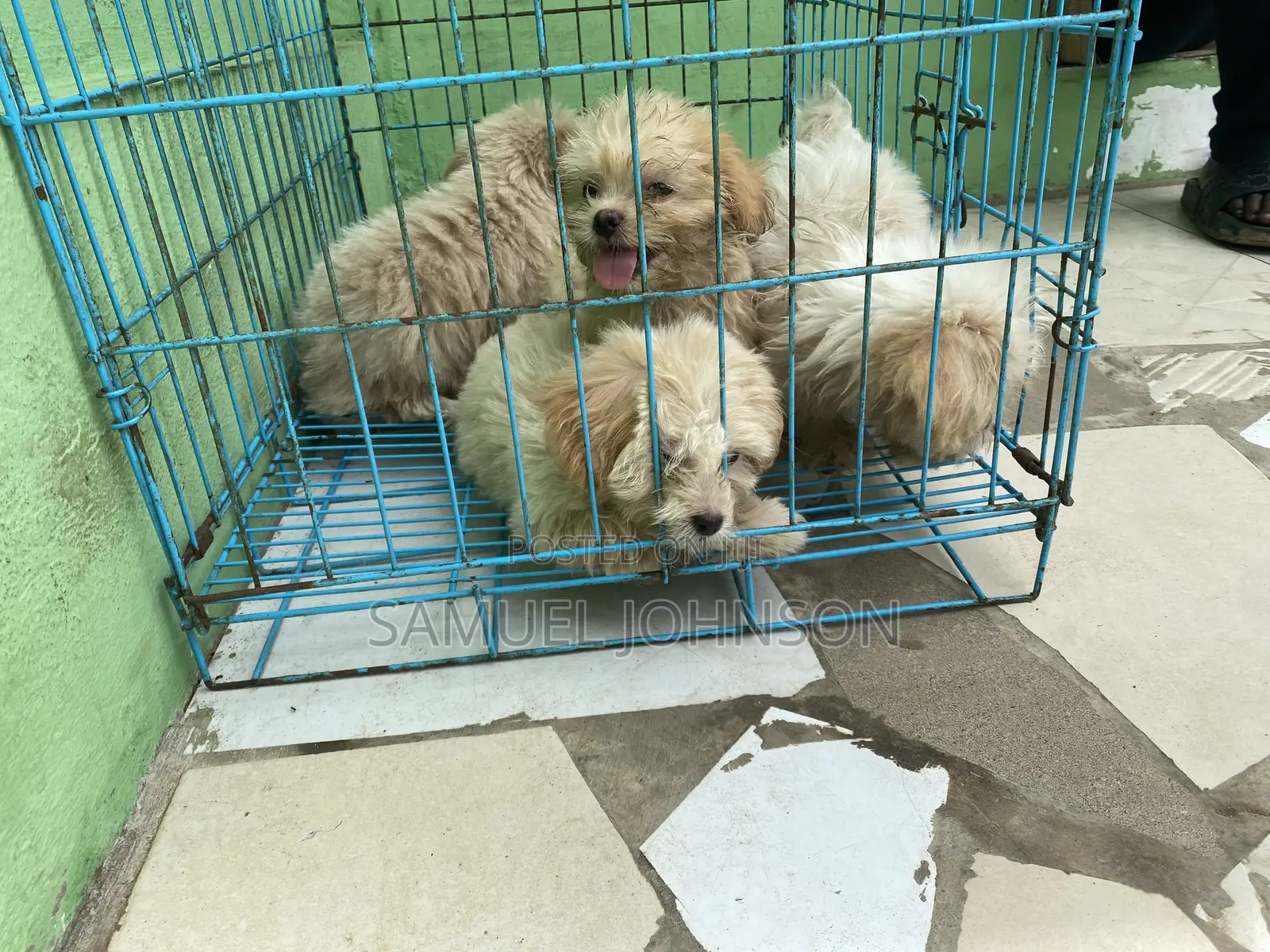 1-3 months Male Purebred Maltese
