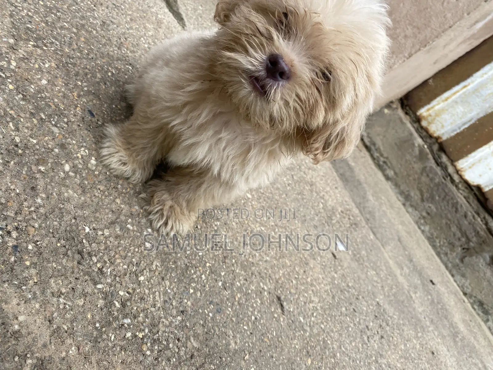 1-3 months Male Purebred Maltese
