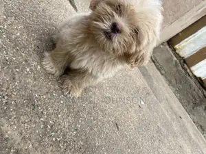 1-3 months Male Purebred Maltese