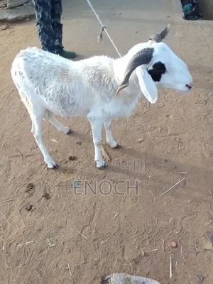 I Sell All Kinds of Sheep's, Goat's and Cow's