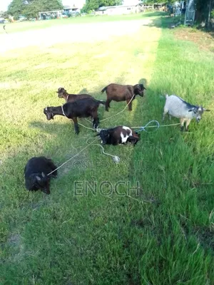 Affordable Goats