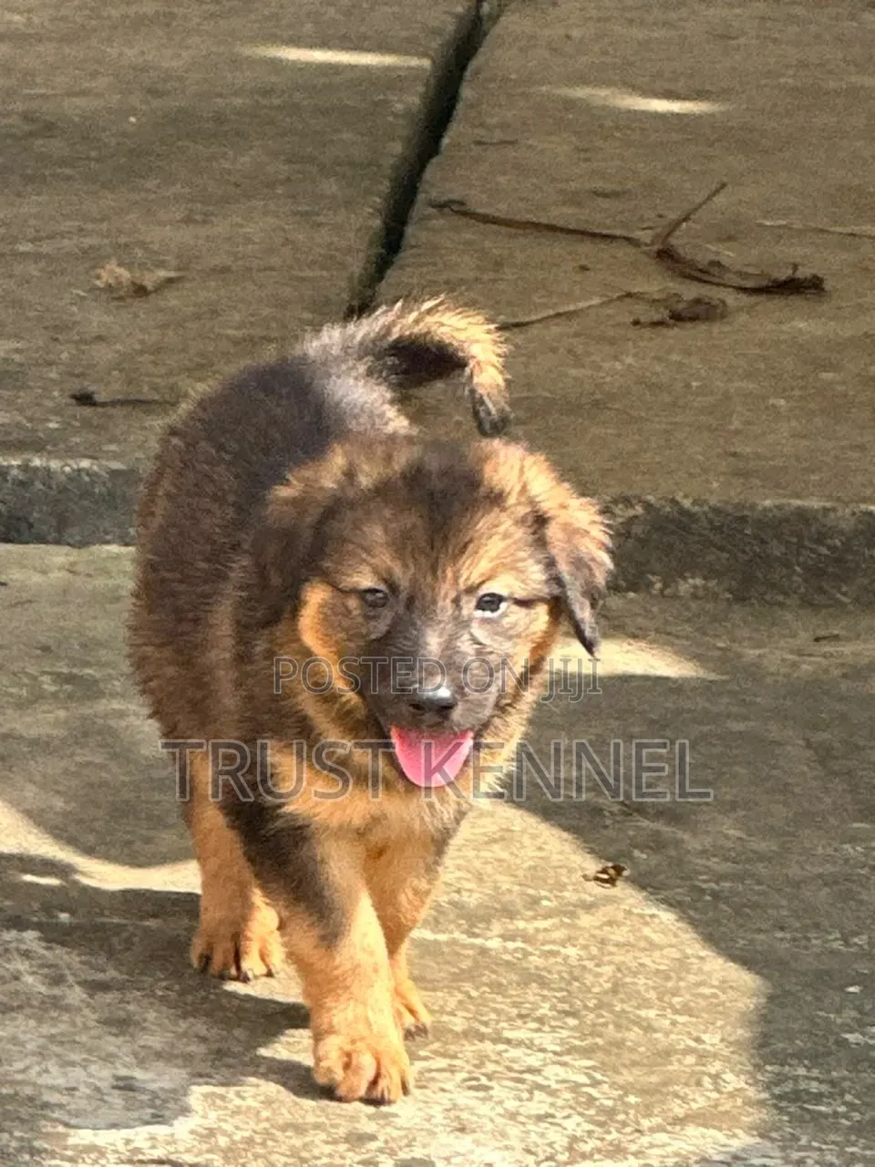 1-3 months Male Purebred German Shepherd