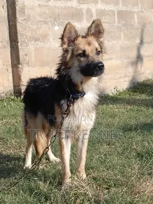 6-12 months Male Purebred German Shepherd