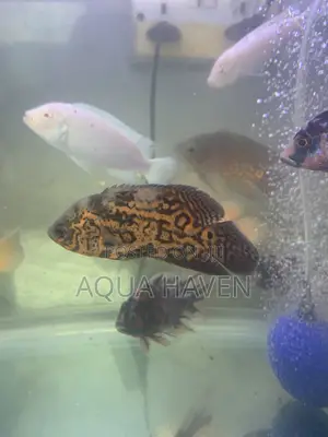 Black Tiger Oscar