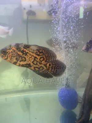 Black Tiger Oscar