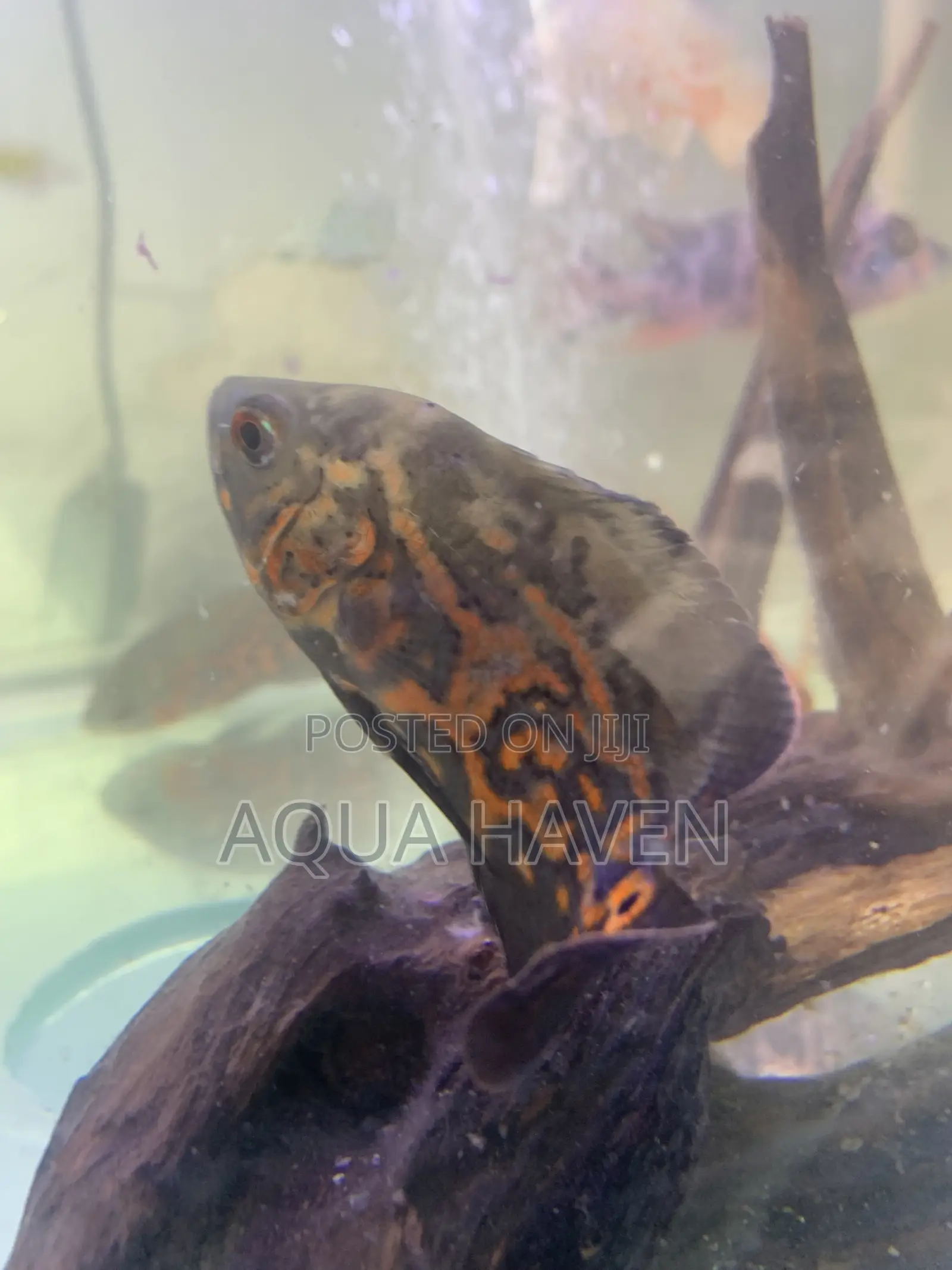 Black Tiger Oscar