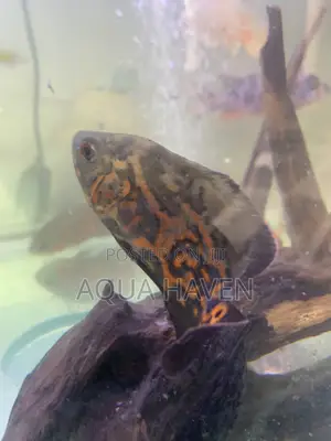Black Tiger Oscar