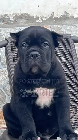 1-3 months Male Purebred Cane Corso