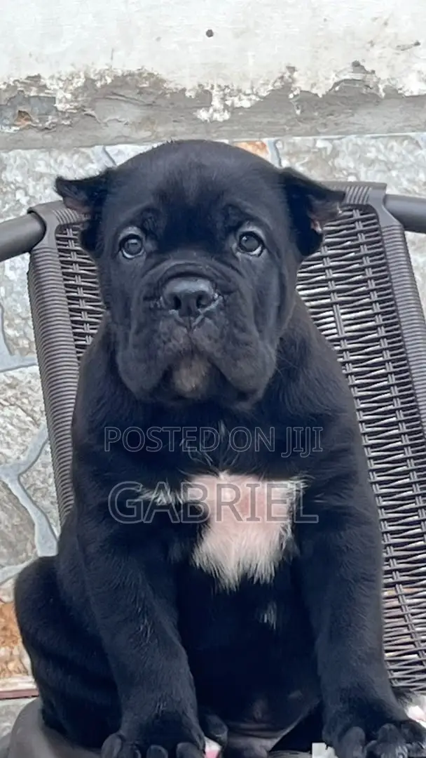 1-3 months Male Purebred Cane Corso