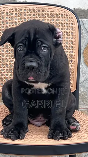 1-3 months Male Purebred Cane Corso