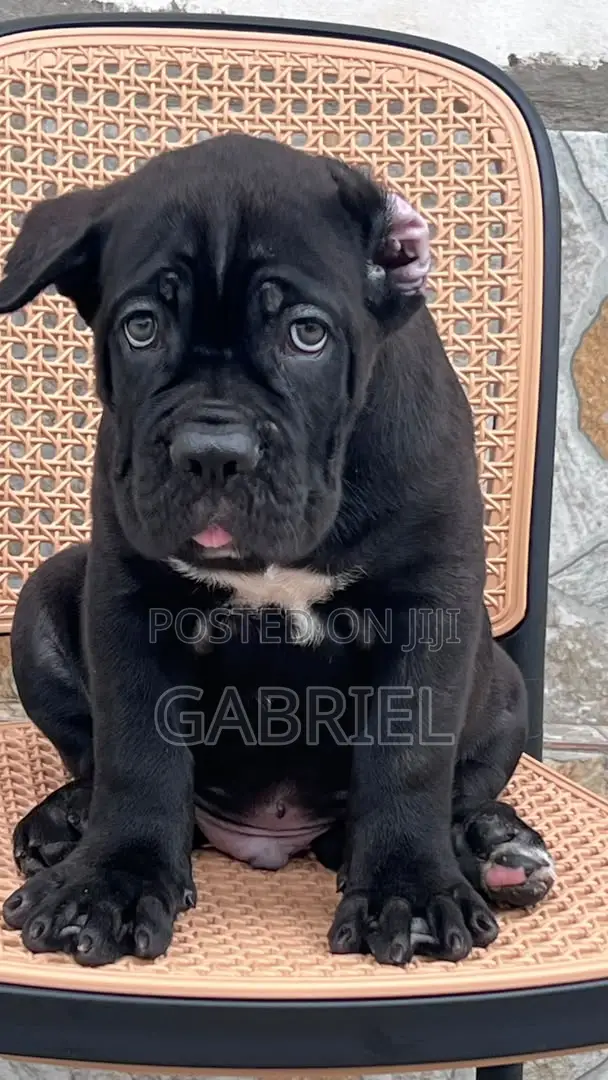 1-3 months Male Purebred Cane Corso