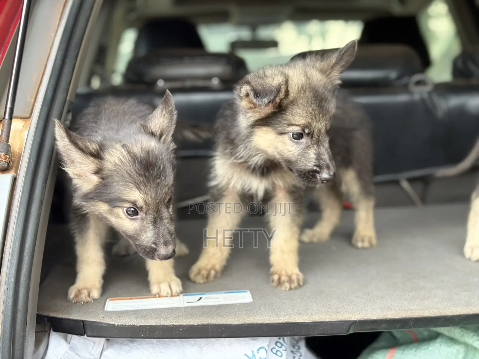 1-3 months Female Purebred German Shepherd