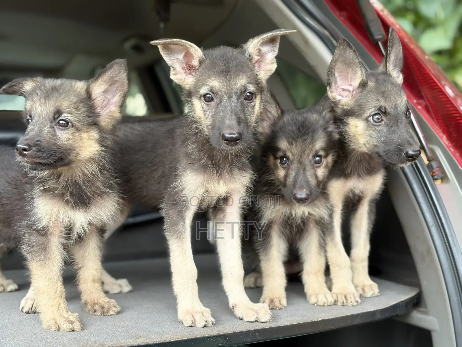 1-3 months Female Purebred German Shepherd