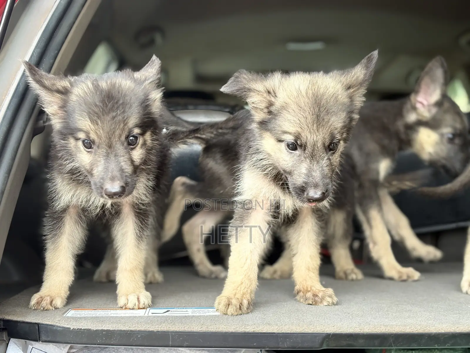 1-3 months Female Purebred German Shepherd