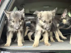 1-3 months Female Purebred German Shepherd