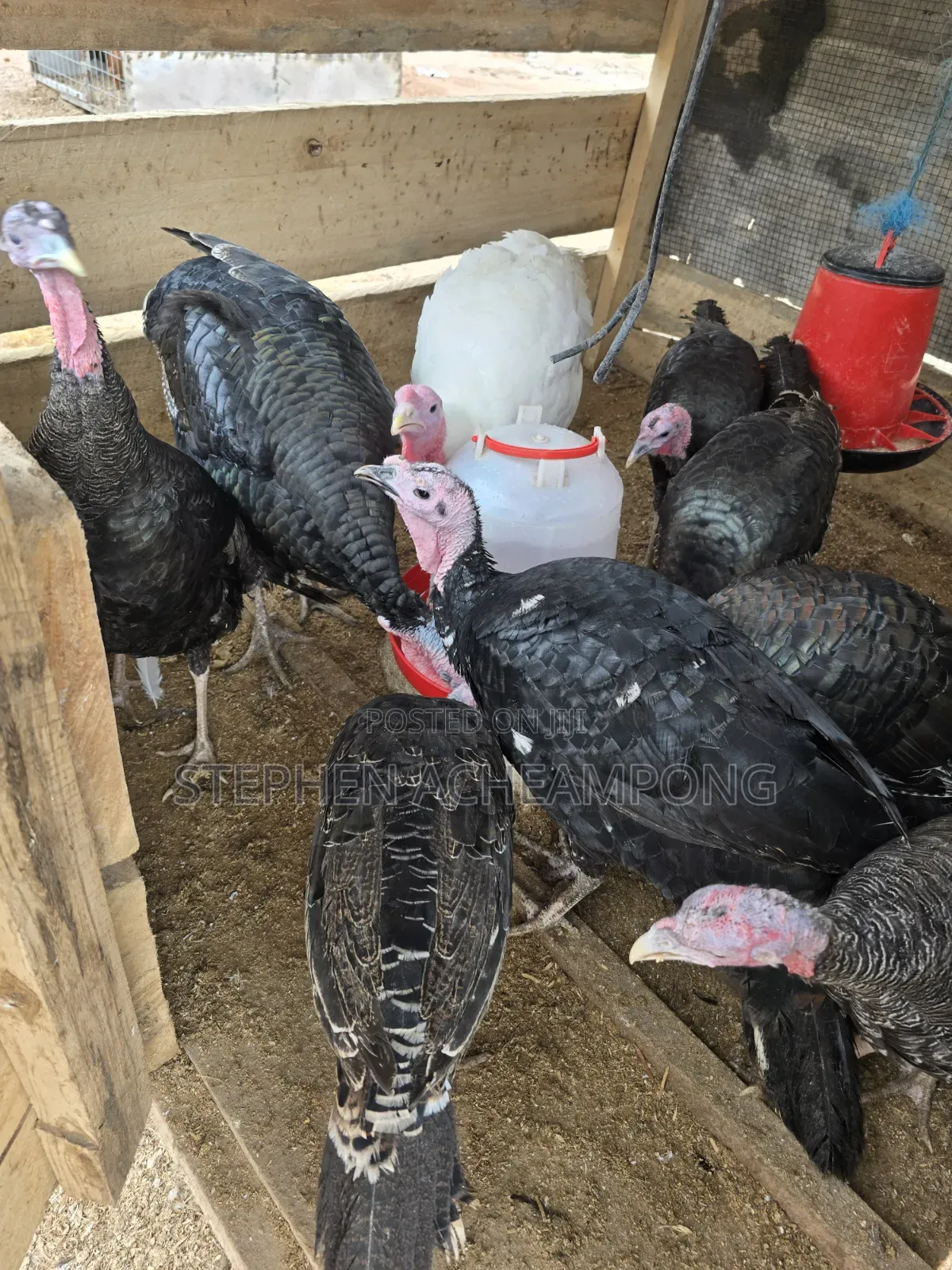 Turkey Bird