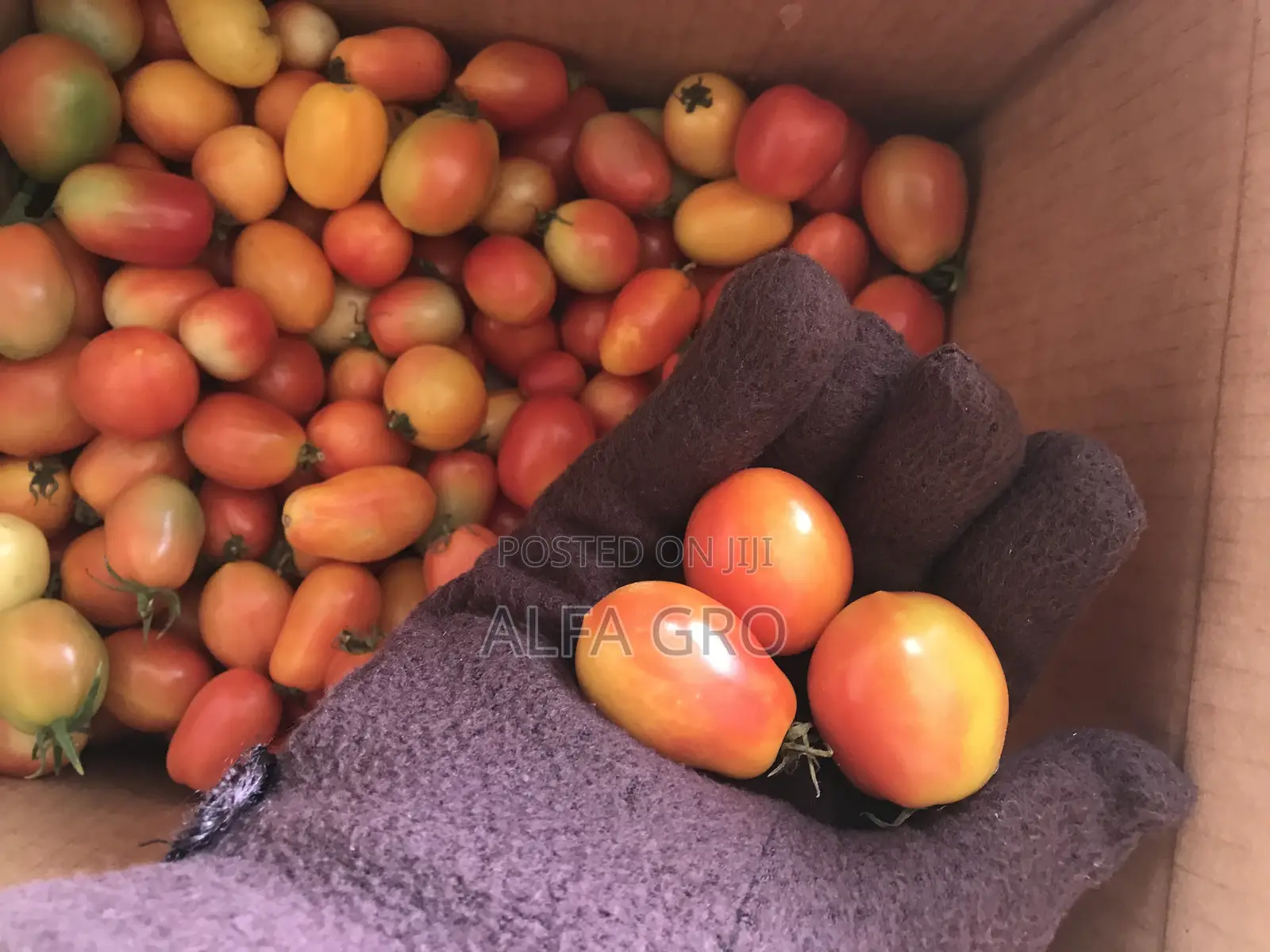 Tomatoes Berry Sizes(Farm Fresh)