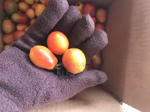 Tomatoes Berry Sizes(Farm Fresh)