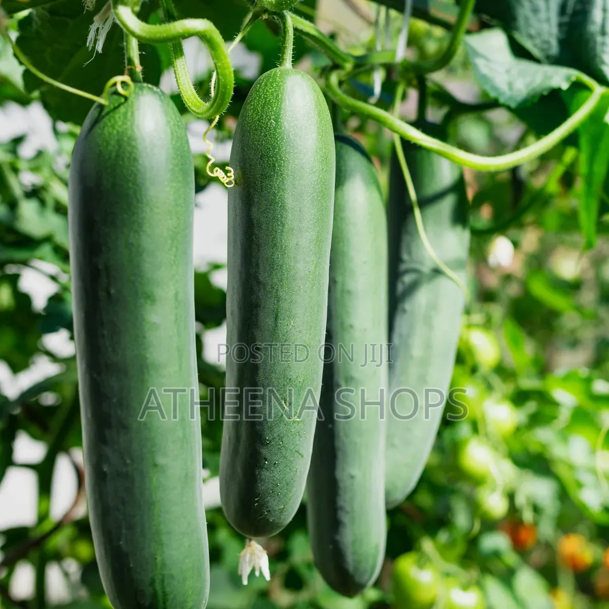 F1 Big Cucumber Seeds (50 Grams)