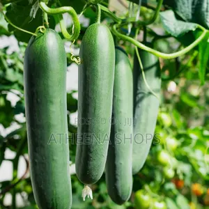 F1 Big Cucumber Seeds (50 Grams)