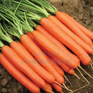 Big Carrot Seeds