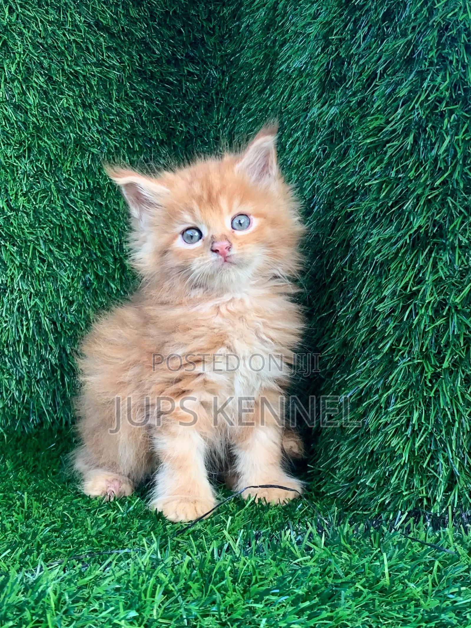 1-3 months Female Purebred Maine Coon