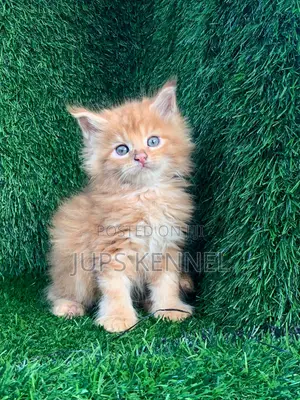 1-3 months Female Purebred Maine Coon