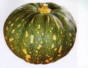 Pumpkin Seeds
