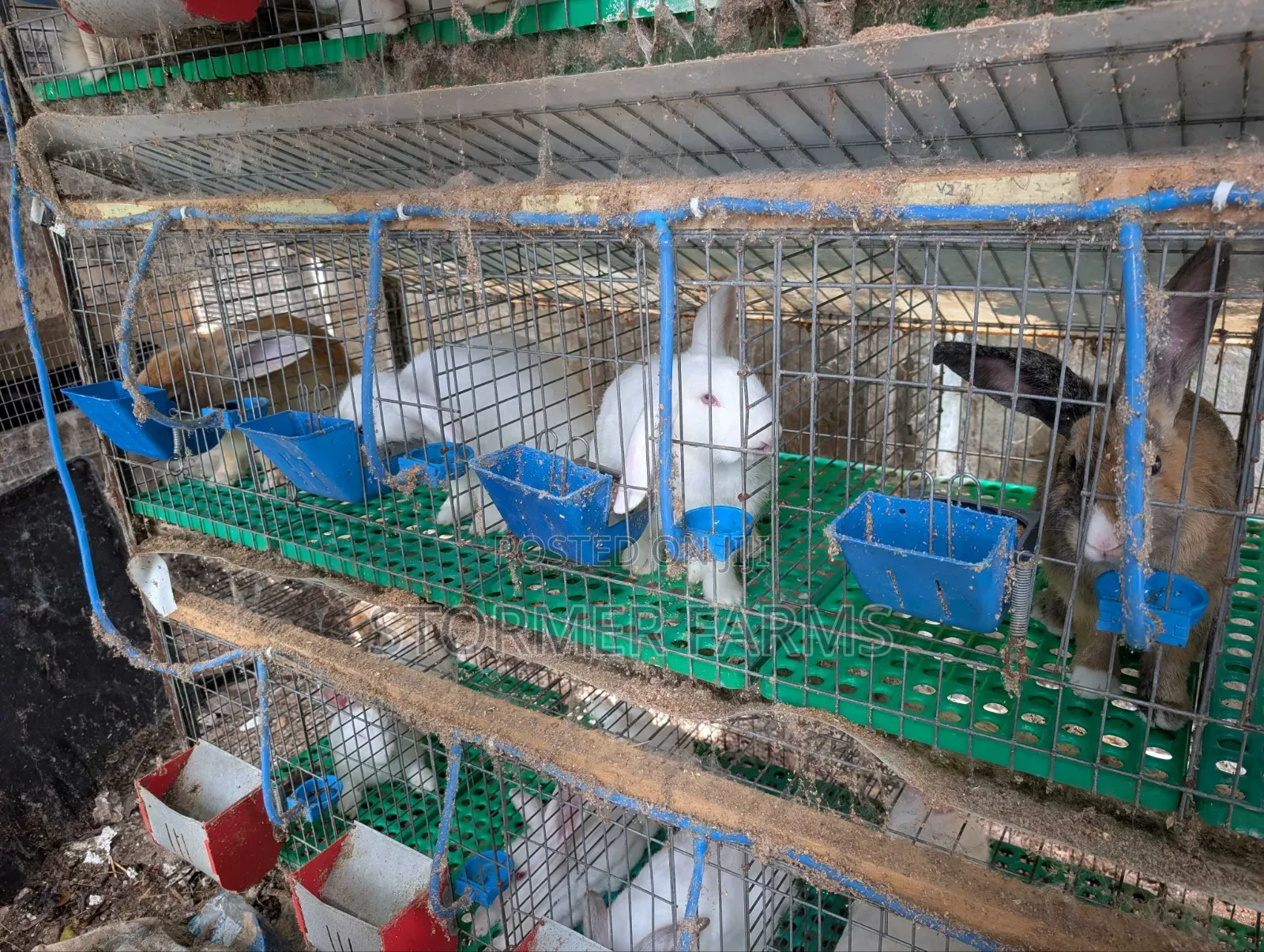 Rabbits for Sale - Weaners and Mature