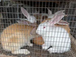 Rabbits for Sale - Weaners and Mature