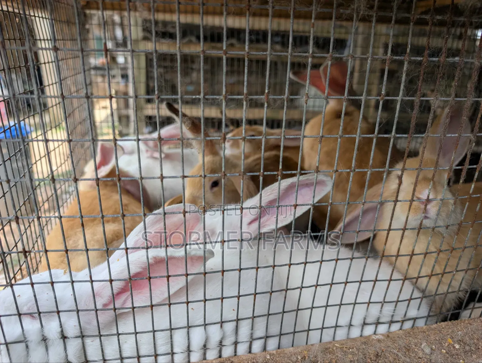 Rabbits for Sale - Weaners and Mature