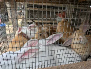 Rabbits for Sale - Weaners and Mature