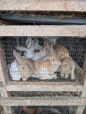 Rabbits for Sale - Weaners and Mature