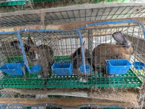 Rabbits for Sale - Weaners and Mature