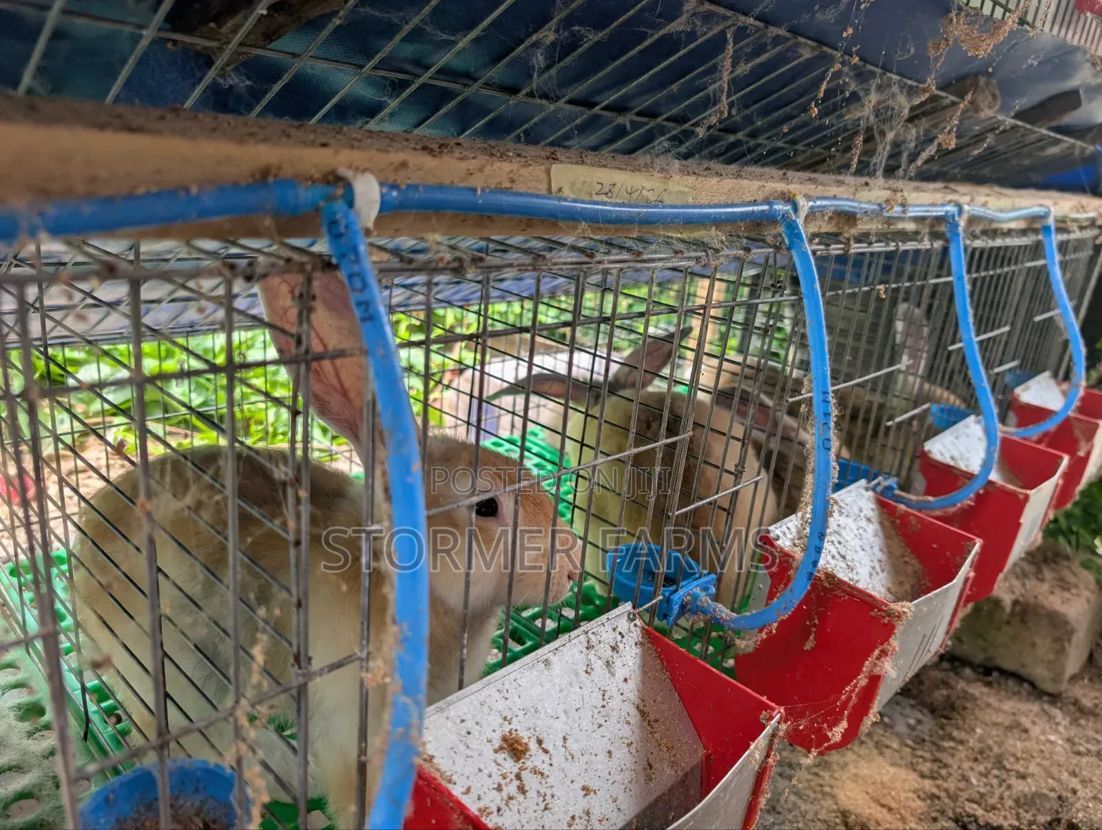 Rabbits for Sale - Weaners and Mature