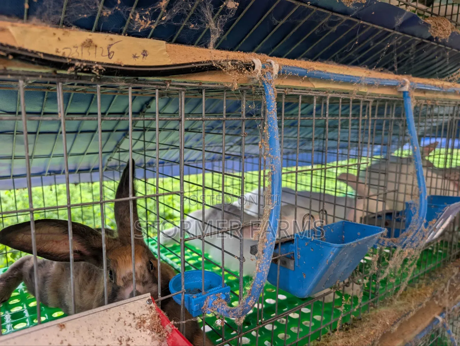 Rabbits for Sale - Weaners and Mature