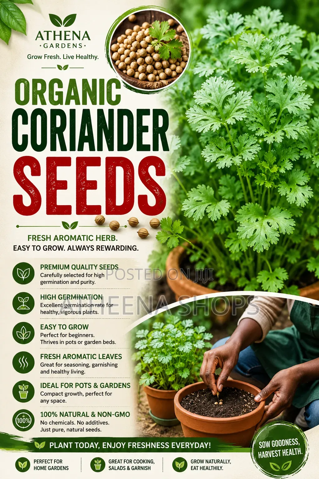 Coriander Seeds
