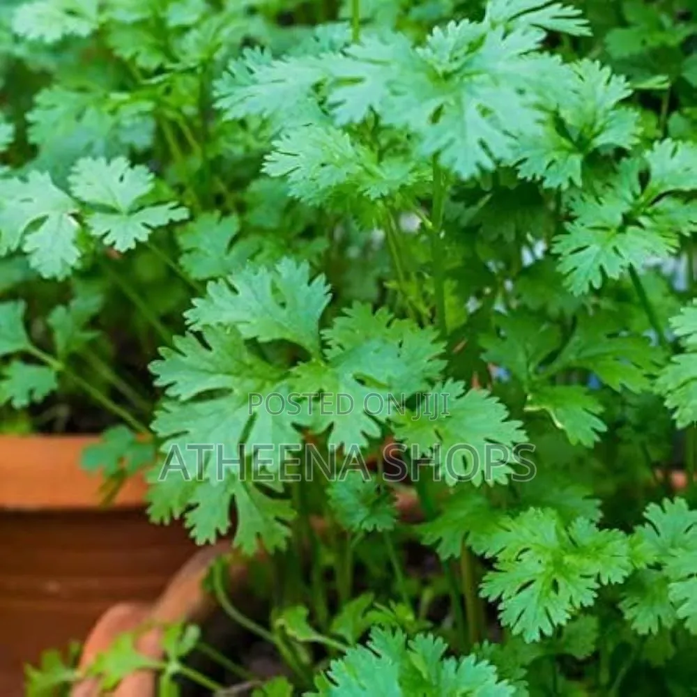 Coriander Seeds