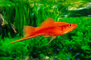 Swordtail Fishes