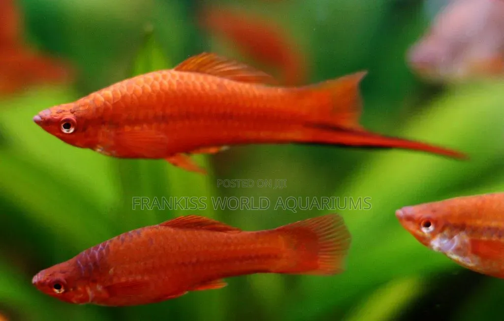 Swordtail Fishes