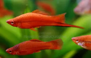 Swordtail Fishes