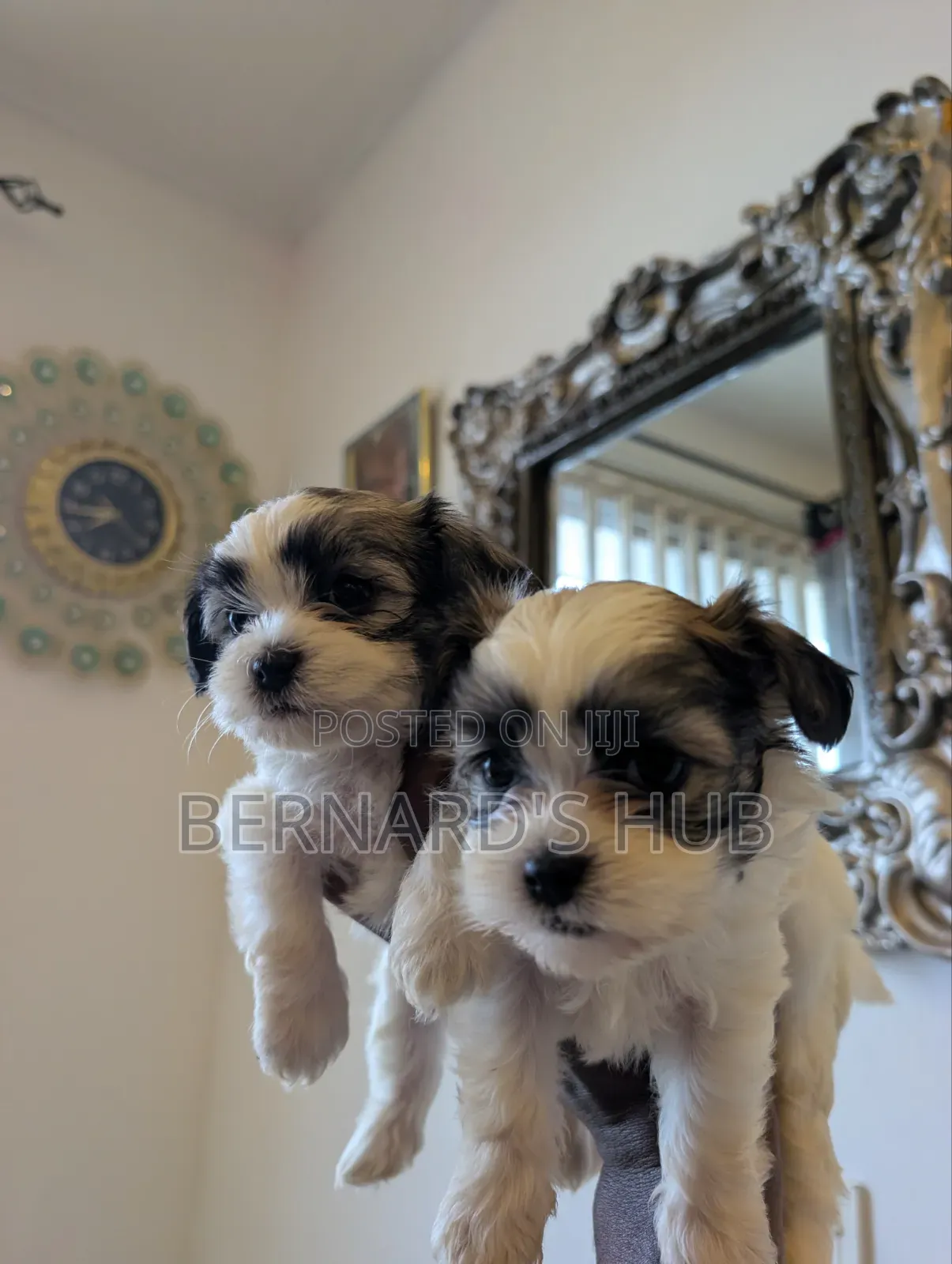 1-3 months Male Mixed Breed Maltipoo