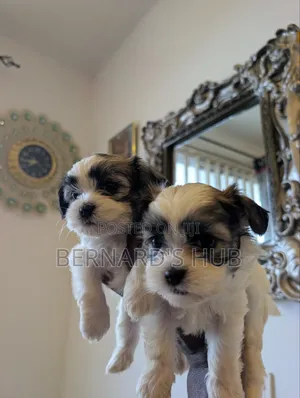 1-3 months Male Mixed Breed Maltipoo