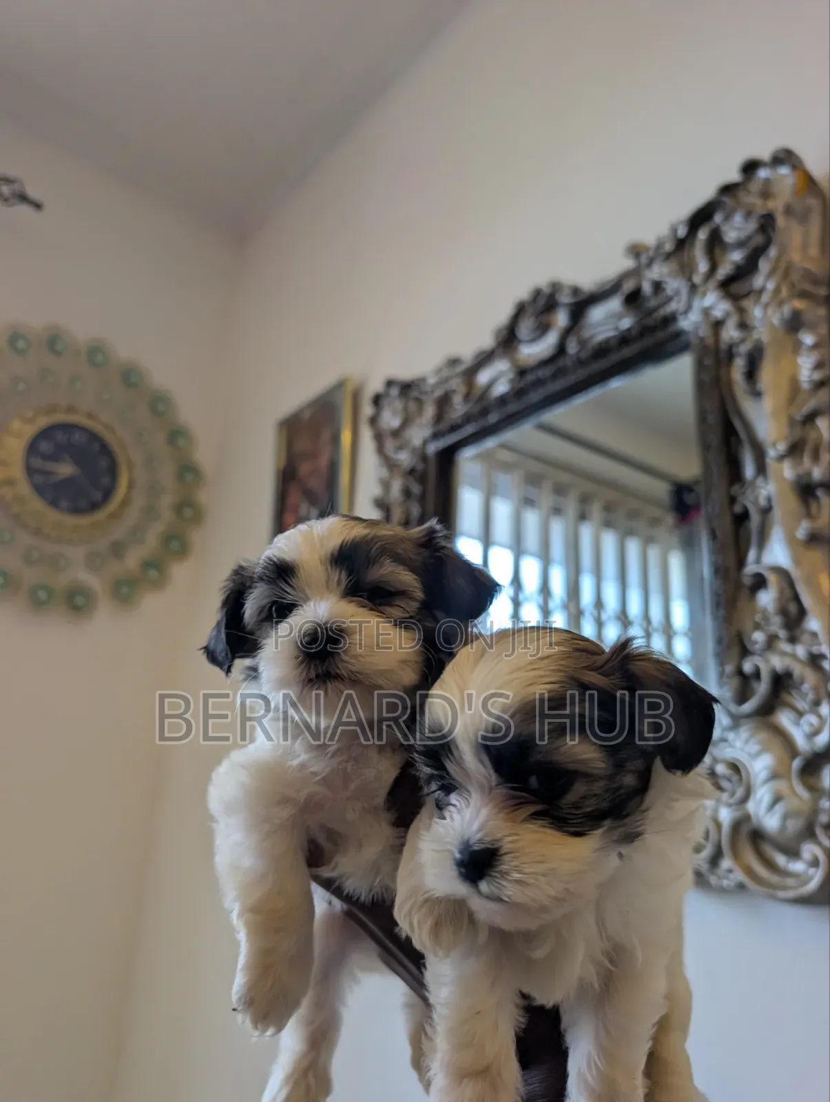 1-3 months Male Mixed Breed Maltipoo