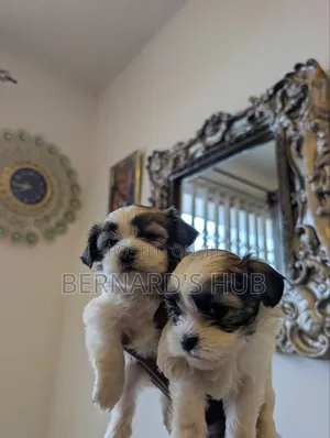 1-3 months Male Mixed Breed Maltipoo