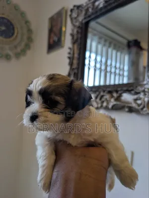 1-3 months Male Mixed Breed Maltipoo